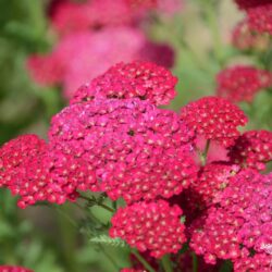 Achillea millefolium 'Pomegranate'