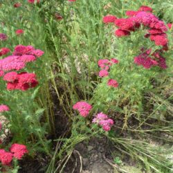 Achillea millefolium 'Pomegranate'