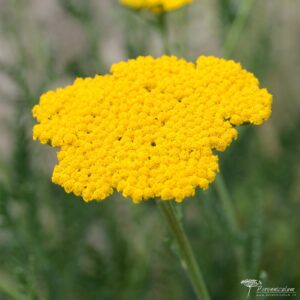 Achillea filipendulina 'Altgold'