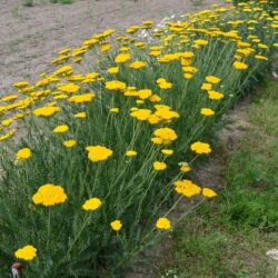 Achillea filipendulina 'Altgold'