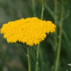 Achillea filipendulina 'Altgold'