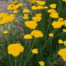 Achillea filipendulina 'Altgold'