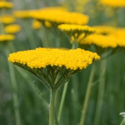 Achillea filipendulina 'Altgold'