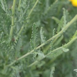 Achillea filipendulina 'Altgold'