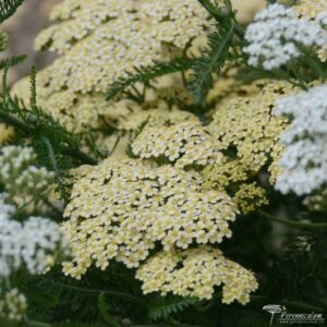 Achillea filipendulina Hella Glashoff