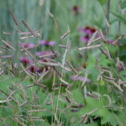 Bouteloua gracilis