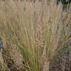 Calamagrostis brachytricha