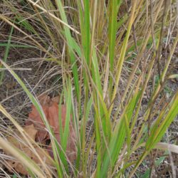 Calamagrostis brachytricha