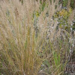 Calamagrostis brachytricha