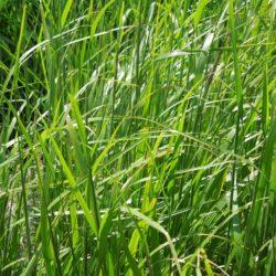 Calamagrostis brachytricha