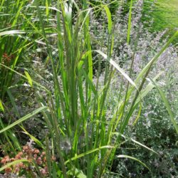 Calamagrostis brachytricha