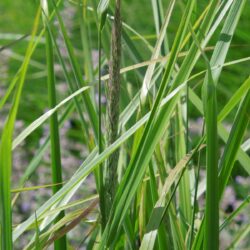 Calamagrostis brachytricha