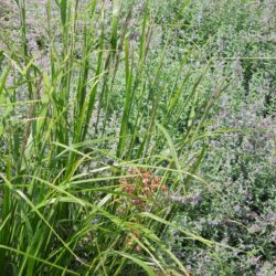 Calamagrostis brachytricha