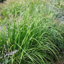 Calamagrostis brachytricha