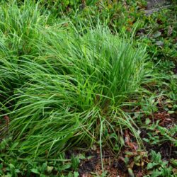 Sesleria heuffleriana