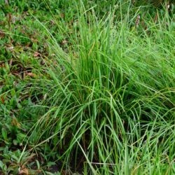 Sesleria heuffleriana