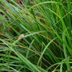 Sesleria heuffleriana