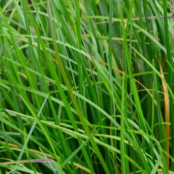 Sesleria heuffleriana