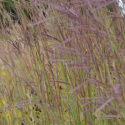 Andropogon gerardii