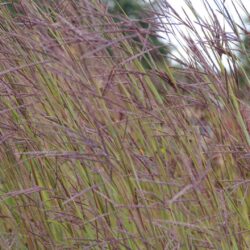 Andropogon gerardii