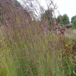 Andropogon gerardii