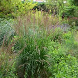 Calamagrostis x acutiflora Karl Foerster