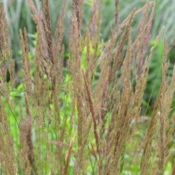 Calamagrostis x acutiflora Karl Foerster