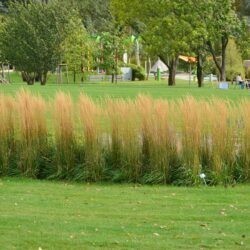 Calamagrostis x acutiflora Karl Foerster