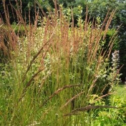 Calamagrostis x acutiflora Karl Foerster