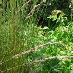 Calamagrostis x acutiflora Karl Foerster