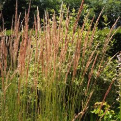 Calamagrostis x acutiflora Karl Foerster