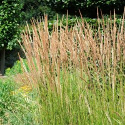 Calamagrostis x acutiflora Karl Foerster