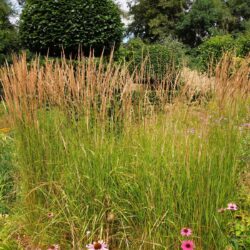 Calamagrostis x acutiflora Karl Foerster