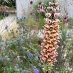 Digitalis ferruginea Gigantea