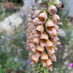 Digitalis ferruginea Gigantea