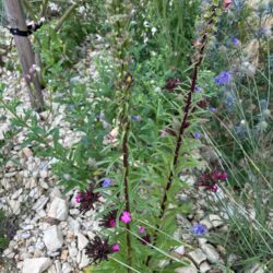 Digitalis ferruginea Gigantea