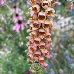 Digitalis ferruginea Gigantea