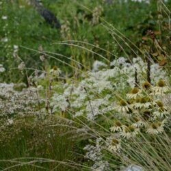 Festuca mairei