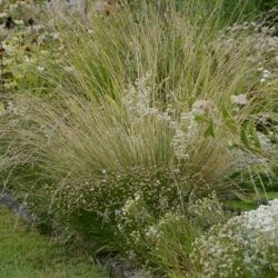 Festuca mairei