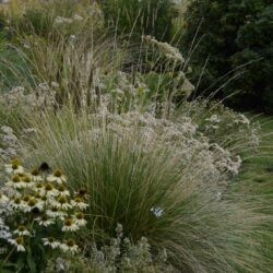 Festuca mairei