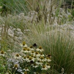 Festuca mairei