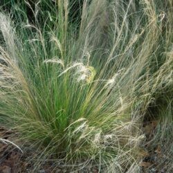 Stipa tenuissima