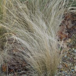 Stipa tenuissima