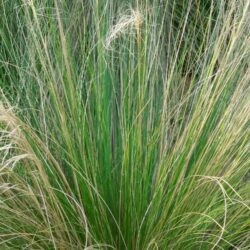 Stipa tenuissima