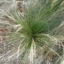 Stipa tenuissima