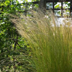 Stipa tenuissima