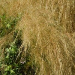 Stipa tenuissima