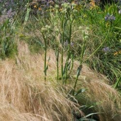 Stipa tenuissima