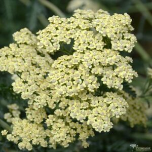 Achillea filipendulina 'Hymne'