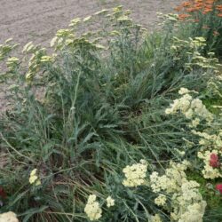 Achillea filipendulina 'Hymne'